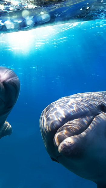 Underwater dolphin , Best diving sites, Amazing animal encounters, Stunning underwater scenes HD phone wallpaper
