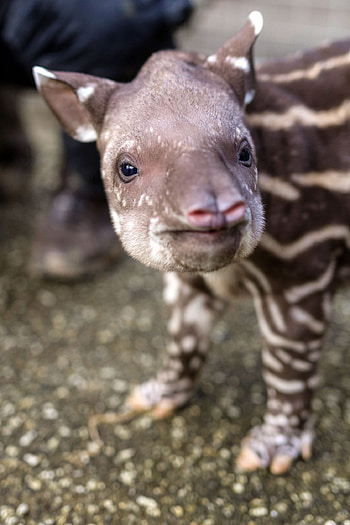 World tapir day, Baby tapir, England, Celebration HD phone wallpaper
