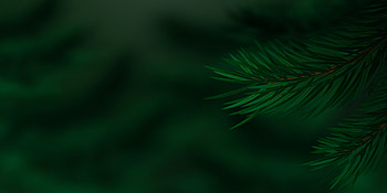 Coniferous twigs, Nature's backdrop, Pine or spruce, Vibrant vegetation HD wallpaper