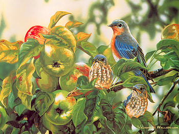 Grende_Janene_2000_Song_Birds, painting, bird, art, grende janene, fruit HD wallpaper