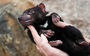 Animals, To Lie Down, Lie, Hands, Animal, Tasmanian Devil, Marsupial HD wallpaper