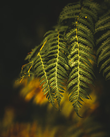 Nature, Plant, Fern, Branch HD phone wallpaper