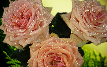 Flowers, Roses, Drops, Macro, Petals, Bouquet, Buds, Dew HD wallpaper