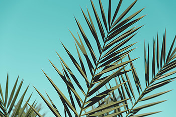 Nature, Sky, Leaves, Plant, Palm, Branches HD wallpaper