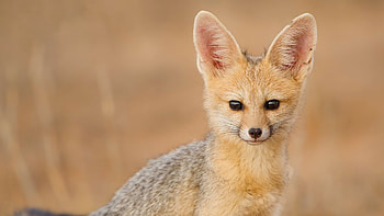 Cape Fox, Animal, Fox HD wallpaper