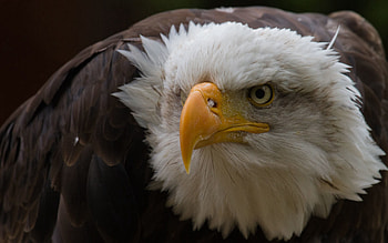 Animals, Feather, Beak, Aggression, Head, Eagle HD wallpaper