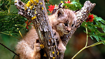 Cute Cougarbaby, cats, kitten, cat, cougar HD wallpaper