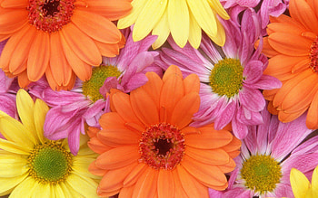 Colorful Daisies, flowers, colorful HD wallpaper