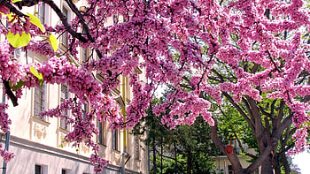 Nature, Flowers, Wood, Tree, Branches HD wallpaper
