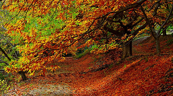 Forest autumn foliage, scene, path, fall, landscape, , park, way, wood, autumn, road, nature, , forest, foliage HD wallpaper