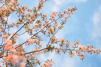 Vibrant spring blossoms on tree branches against a clear blue sky, capturing the essence of the season. HD wallpaper