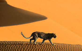 Desert animals, Enigmatic creatures, Wildlife survival, Sand dunes habitat HD wallpaper