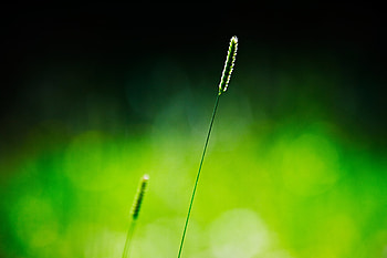 Grass, Macro, Glare, Shine, Light, Branch, Shadow HD wallpaper