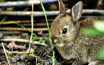 Animals, Rabbits HD wallpaper