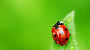 Insects, Ladybugs HD wallpaper