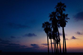 Sky, Night, Palms, Dark HD wallpaper