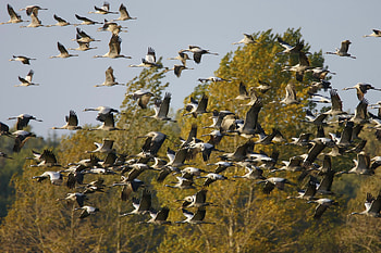 Animals, Autumn, Cranes, Forest, Flock HD wallpaper