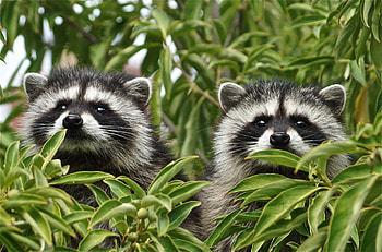 Tree-dwelling creature, Agile acrobat, Wildlife enthusiast, Masked beauty HD wallpaper