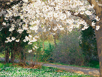 spring flower, lovely, spring, green, flower HD wallpaper