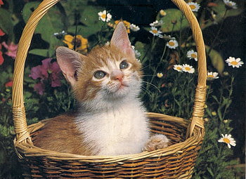 Let me sleep please, basket, kitten, garden, flowers HD wallpaper