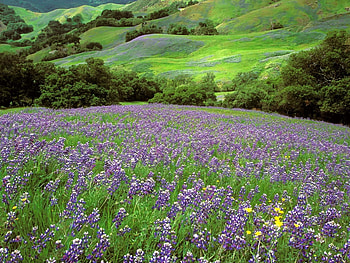 Landscape, Flowers HD wallpaper