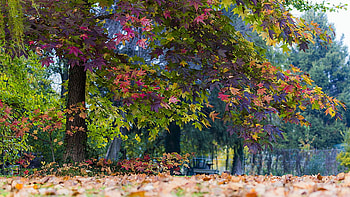 Dried Leaves Falling From Tree Colorful Autumn Leaves Tree Branches Nature HD wallpaper
