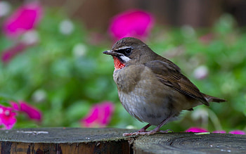 Animals, Flowers, Bright, Bird, Wood, Tree, Blur, Smooth, Grey, Focus, Hemp HD wallpaper