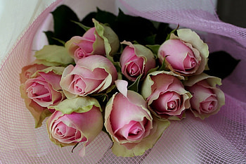 roses, graphy, beautiful, nice, pink, flower, cool, flowers, rose bouquet HD wallpaper
