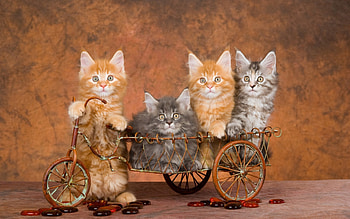 Kittens, main coon, kitten, sweet, animal, lolita777, cute, cat, orange, ginger HD wallpaper