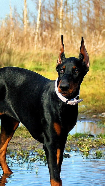 Doberman Dog, Water, Background HD phone wallpaper
