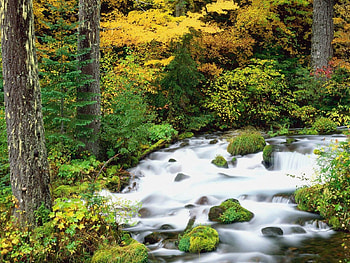 Nature, Rivers, Trees, Stones, Autumn, Forest, Oregon, Willamette National Forest HD wallpaper