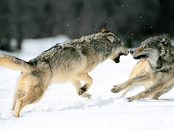 Animals, Wolfs HD wallpaper
