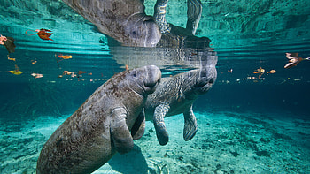 West Indian manatee mother and baby, Three Sisters Spring, Crystal River, Florida, Animal, manatee HD wallpaper