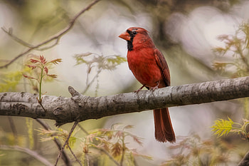 Northern Cardinal, northern-cardinal, birds HD wallpaper