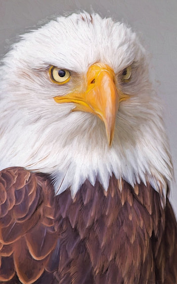eagle, bird, Animal HD phone wallpaper
