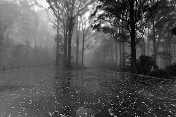 concrete jungle, plants, graphy, trees, nature, forest, nice HD wallpaper