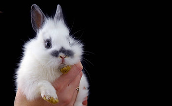 Bunny, animal, white, black, cute, easter, hand, rabbit HD wallpaper