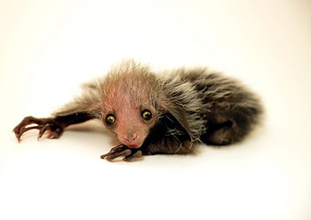 Denver Zoo's Aye Aye, Newborn lemur's arrival, Cute and curious, Zoo conservation efforts HD wallpaper
