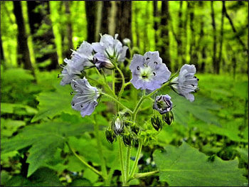 Violet flowers, flowers, violet HD wallpaper