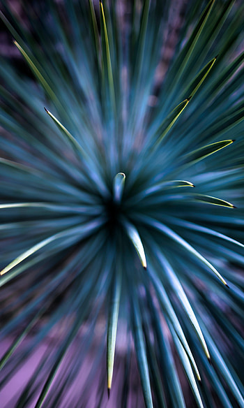 Needle, Macro, Branch HD phone wallpaper
