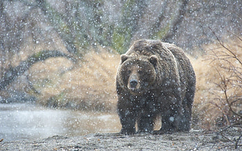 Animals, Snow, Bear, Kamchatka HD wallpaper