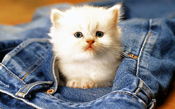Animals, Cats HD wallpaper