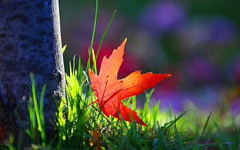 One red maple leaf, Grass sunshine, , Nature's beauty HD wallpaper