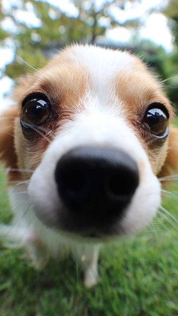 Cute Dog, Dog, Cute, Puppy Dog HD phone wallpaper