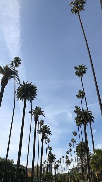 Beverly Hills, Swaying palm trees, Blue skies, Vacation mode HD phone wallpaper