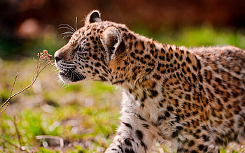 Animals, Grass, Jaguar, Young, Sight, Opinion, Stroll, Joey HD wallpaper