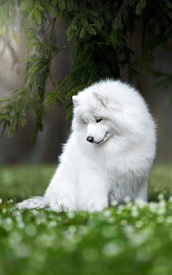 dog, Animal HD phone wallpaper
