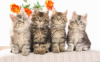 Animals, Cats, Flowers, Fluffy HD wallpaper
