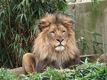 Leo the Lion, animal, cats, lion, tree HD wallpaper