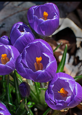 Shining, flowers, close up, crocus HD phone wallpaper